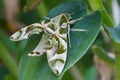 Oleander Hawk-moth or army green moth Royalty Free Stock Photo
