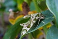 Oleander Hawk-moth or army green moth Royalty Free Stock Photo