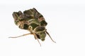 Oleander hawk-moth or army green moth