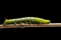 Oleander hawk-moth Caterpillar or Army green moth Caterpillar Daphnis nerii, Sphingidae climb at plant, isolated on black