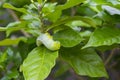 Oleander hawk-moth caterpillar feeding on green leave. Royalty Free Stock Photo