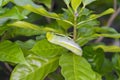 Oleander hawk-moth caterpillar feeding on green leave. Royalty Free Stock Photo