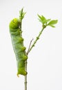 Oleander Hawk Moth Caterpillar (Daphnis nerii, Sphingidae), climb at plant, isolated on white background Royalty Free Stock Photo