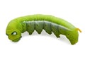 Oleander Hawk Moth Caterpillar (Daphnis nerii, Sphingidae), climb at plant, isolated on white background Royalty Free Stock Photo