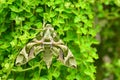 Oleander Hawk moth (Daphnis nerii) Royalty Free Stock Photo