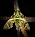 Oleander hawk-moth - Daphnis nerii