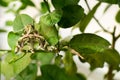 Oleander hawk-moth Daphnis nerii