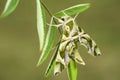 Oleander Hawk-moth - Daphnis nerii