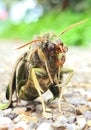 Oleander Hawk - moth Daphnis nerii Royalty Free Stock Photo