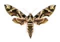 Oleander hawk-moth isolated on white