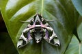 Oleander Hawk Moth on Leaf