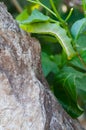 Oleander hawk moth is munching a leaf