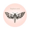 Oleander hawk moth tattoo art. Daphnis nerii. Vector illustration.