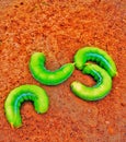 Oleander hawk moth caterpilar worm in green colour Royalty Free Stock Photo