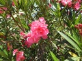 Oleander or Kanagile flower plant in the leaves and sky background