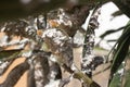 Oleander leaves densely covered with scale insects. Mealy mealybug.