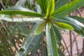 Oleander leaves densely covered with scale insects. Mealy mealybug.