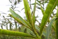 Oleander leaves densely covered with scale insects. Mealy mealybug.