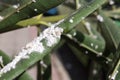 Oleander leaves densely covered with scale insects. Mealy mealybug.