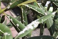 Oleander leaves densely covered with scale insects. Mealy mealybug.