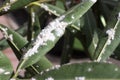 Oleander leaves densely covered with scale insects. Mealy mealybug.