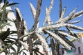 Oleander leaves densely covered with scale insects. Mealy mealybug.