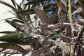 Oleander leaves densely covered with scale insects. Mealy mealybug.