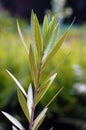 oleander leaves