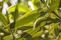 Oleander leaves in the sun #3