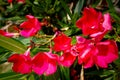 Nerium oleander blooming in red