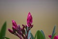 Oleander or nerium oleander flower buds at outdoor Royalty Free Stock Photo