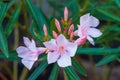 Oleander Nerium,indicum is a flower with pink and beautiful bloom Royalty Free Stock Photo