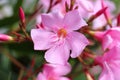 Oleander (Nerium oleander)