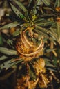 Oleander Nerium oleander, a poisonous shrub.