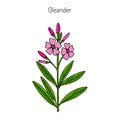 Oleander Nerium oleander