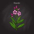 Oleander Nerium oleander Royalty Free Stock Photo