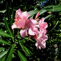 Oleander nerium plant image
