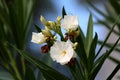 Oleander or Nerium oleander shrub plant with three fully open blooming white flowers next to closed flower buds surrounded with Royalty Free Stock Photo