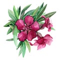 Oleander purple flowers with leaves watercolor illustration. Nerium tropical blooming tree with bright pink flowers. Pink exotic b