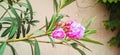 Oleander rosebay flower and buds snap stock