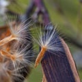 Oleander seeds coming out of their pod Royalty Free Stock Photo