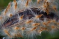 Oleander seeds coming out of their pod Royalty Free Stock Photo