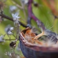 Oleander seeds coming out of their pod Royalty Free Stock Photo