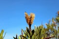 Oleander seeds plant
