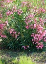 oleander shrub in mediterranea location in summer