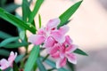 Oleander, Sweet Oleander or Rose Bay or Nerium oleander L or Nerium indicum Mill or Nerium odorum Aiton or pink flower Royalty Free Stock Photo