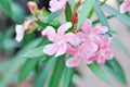 Oleander, Sweet Oleander or Rose Bay or Nerium oleander L or Nerium indicum Mill or Nerium odorum Aiton or pink flower Royalty Free Stock Photo