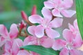 Oleander, Sweet Oleander or Rose Bay or Nerium oleander L or Nerium indicum Mill or Nerium odorum Aiton or pink flower Royalty Free Stock Photo