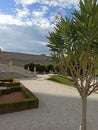 Oleander tree in Bratislava Castle garden, Slovakia