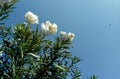 Oleander with white flowers Royalty Free Stock Photo